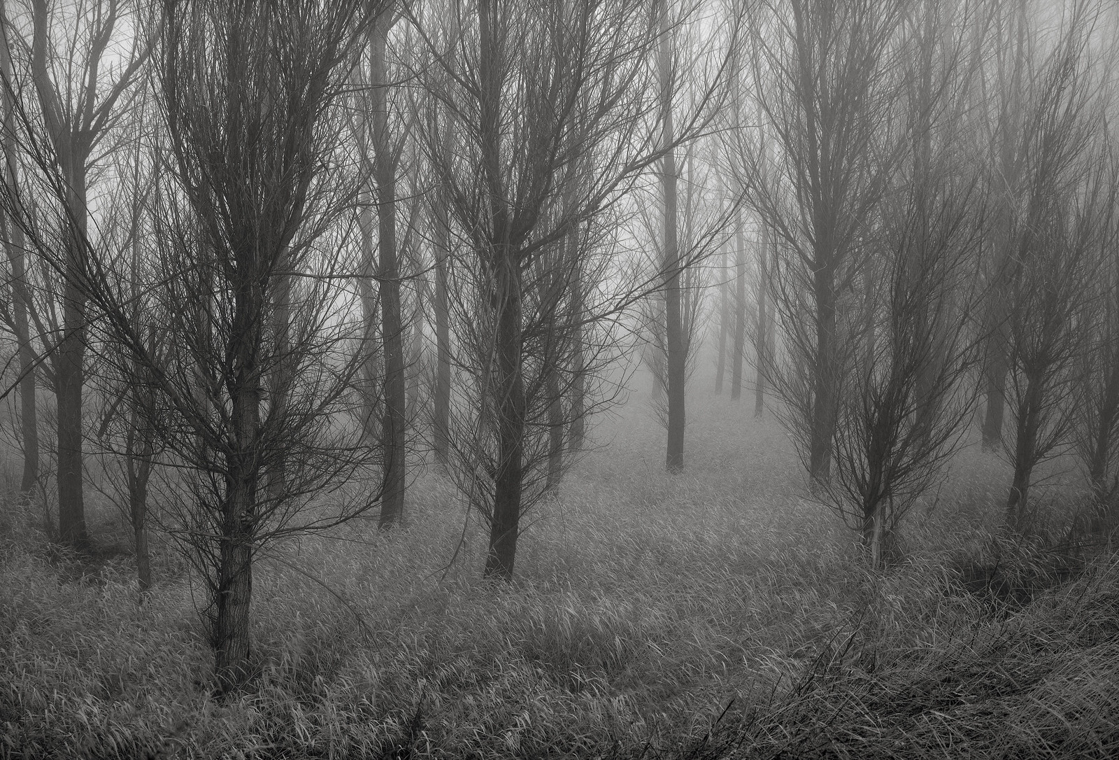 Trees in Fog, Washington | by austin granger
