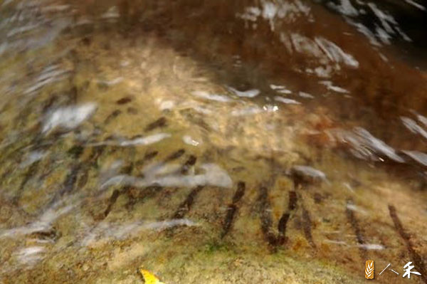 5_溪中蜑螺也需要將卵產在有水流通過的石頭表面。（圖片來源：人禾）