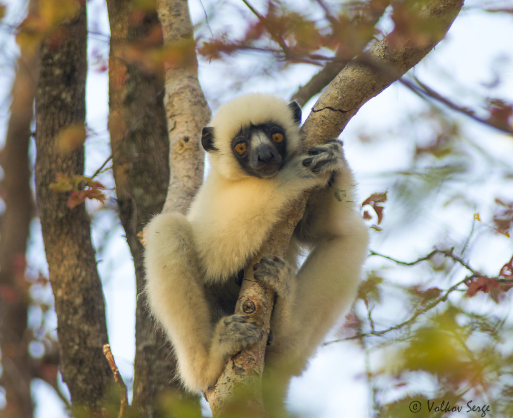 Мадагаскар: В стране невиданных зверей