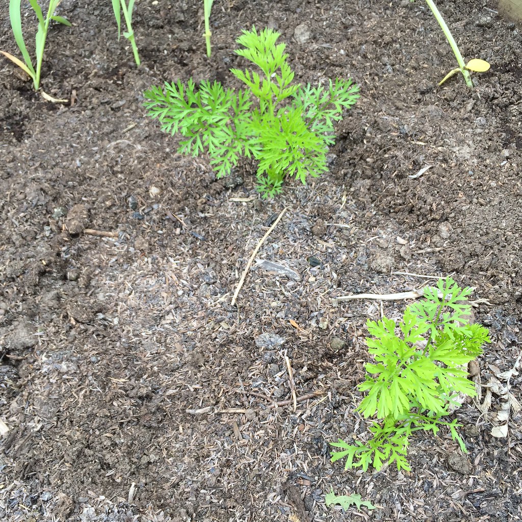 three lonely carrot plants in a swather of open dirt