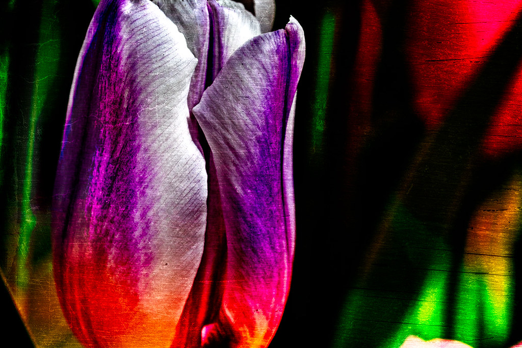Abstract Tulip