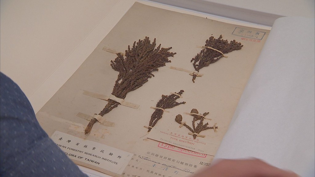 932-3-57 台灣杉是全世界唯一以台灣為屬名的植物，全世界第一份模式標本，就在腊葉館。