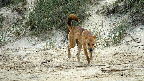 Fraser Island - Australia en busca del Canguro perdido (9)