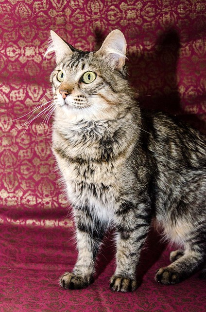 Romeo, gato pardo muy guapo y bueno pelo semilargo esterilizado, nacido en Marzo´15, en adopción. Valencia. ADOPTADO.  25498424508_c23a3965ae_z
