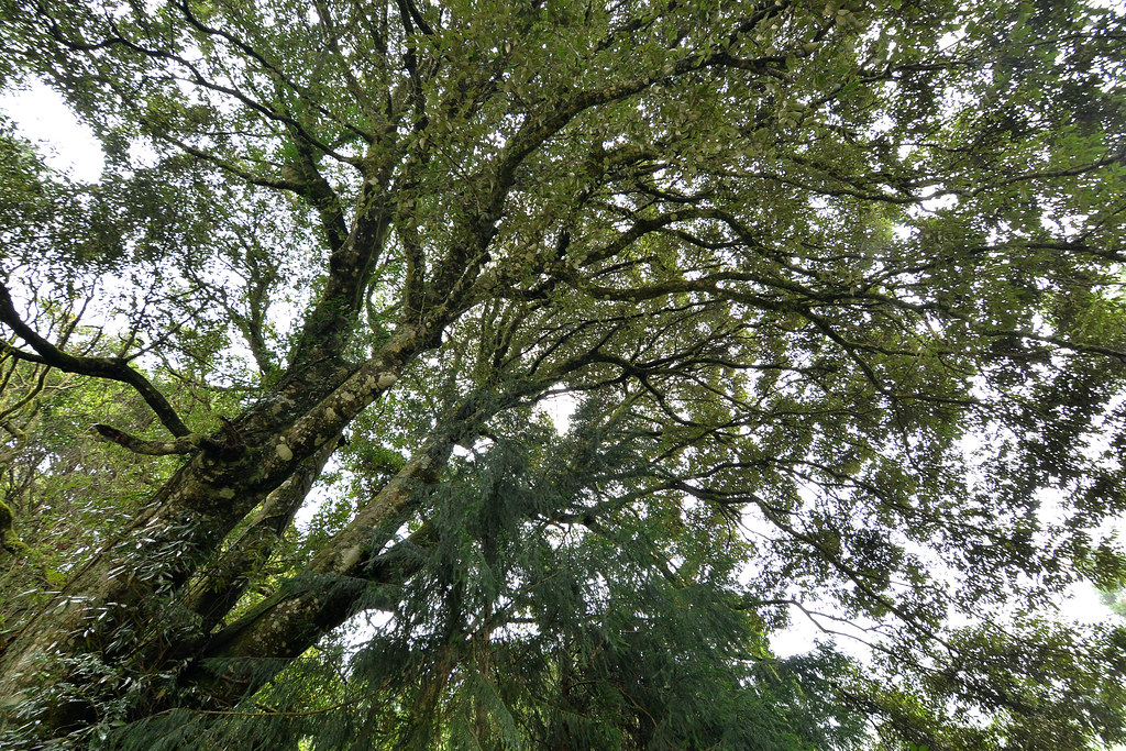 CPC_6376 森林中的長尾栲大樹