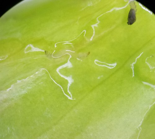 gelatin-like matrix with fly larva and pupa in it