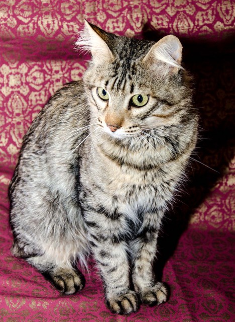 Romeo, gato pardo muy guapo y bueno pelo semilargo esterilizado, nacido en Marzo´15, en adopción. Valencia. ADOPTADO.  39367647531_d74379c2c3_z