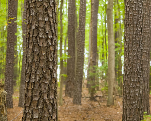 A Loblolly pine forest