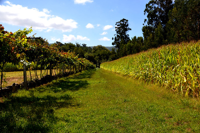 Vines & corn, Lima Valley, Portugal