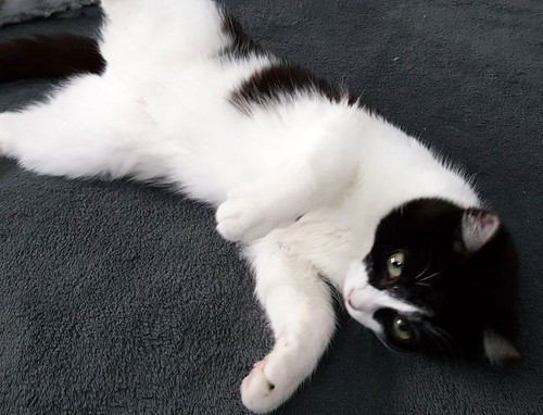 Oskar, gatito blanquinegro muy guapo extrovertido y dulce esterilizado nacido en Agosto´17, en adopción. Valencia. ADOPTADO.  39201751105_526128b8e6