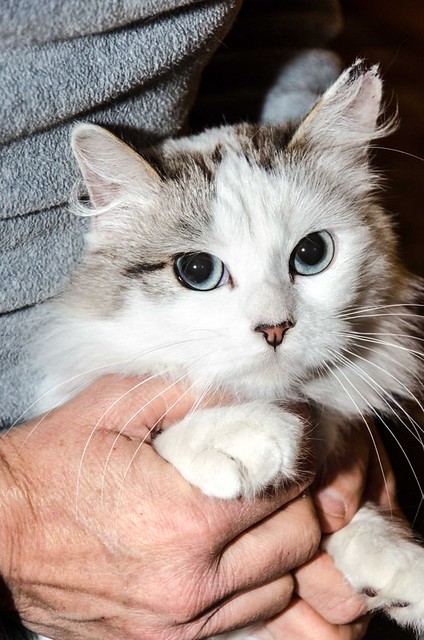 Marilyn, gatita Cruce Van Turco de ojos azules esterilizada, nacida en Julio´17, en adopción. Valencia. ADOPTADA. 40423509752_82863ba5da_z