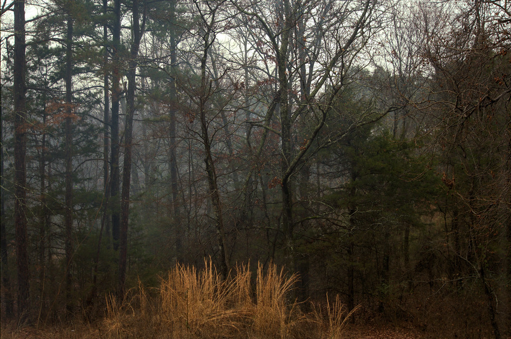 Today’s photo: Smoke in the woods on an overcast day, January 21, 2018 (Pentax K-3 II)