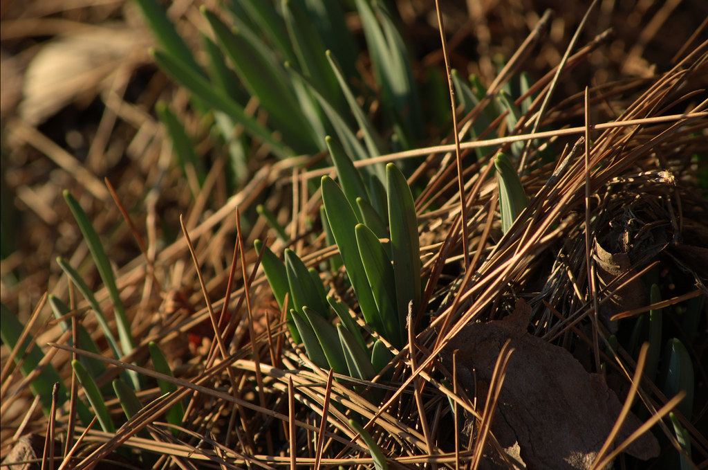 Today’s photo: Daffodil shoots peeking up through pine needles and leaves, west-central Arkansas January 31, 2018(Pentax K-3 II)