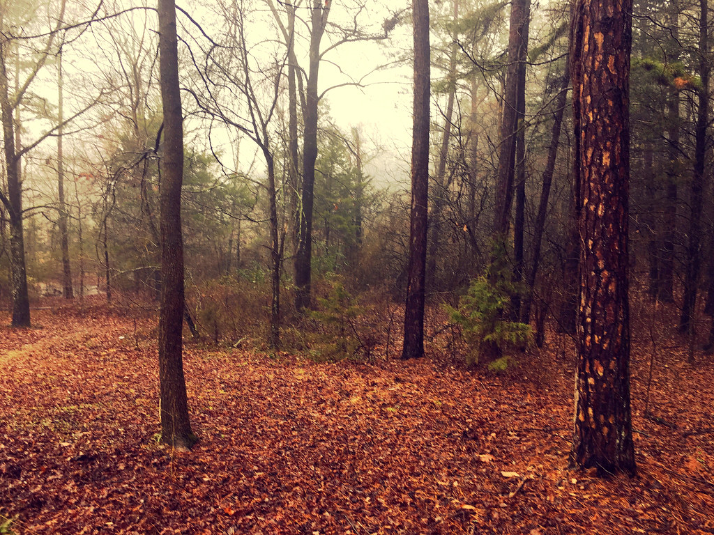 Woods behind our house in the rain and mist, west-central Arkansas, February 28, 2018 (Apple iPhone 6s) 