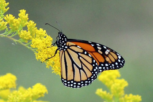 Photo of monarch butterfly