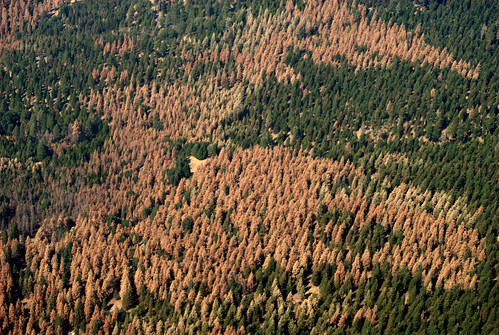 Category 9-level ponderosa pine mortality