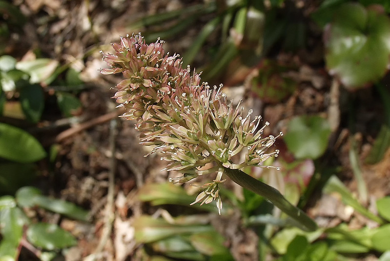 Inflorescence which has produced seed capsules