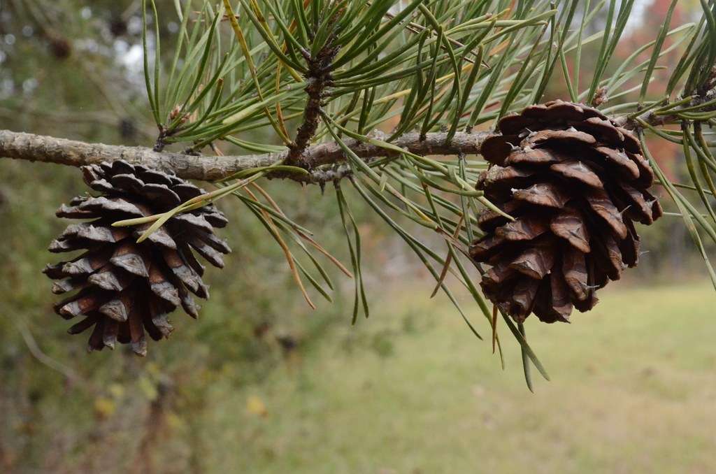 Photo of two pine cones