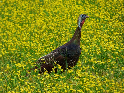 Photo of turkey in field of buttercups