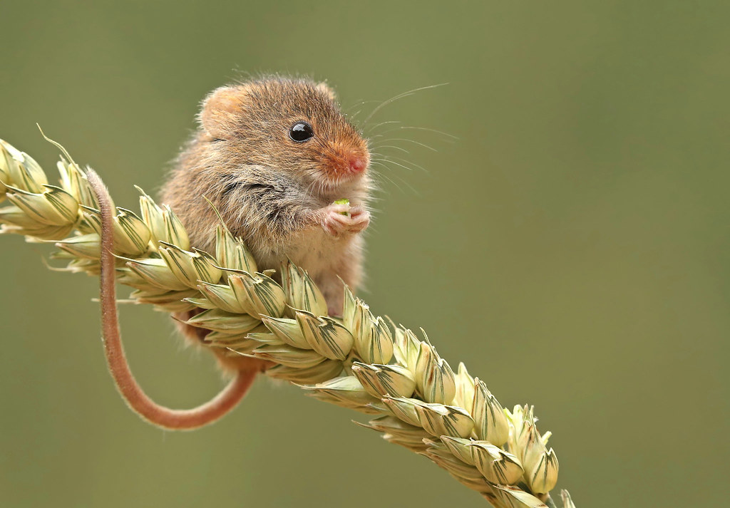 Harvest Mouse | Harvest Mouse Follow me - www.facebook.com/n… | Flickr