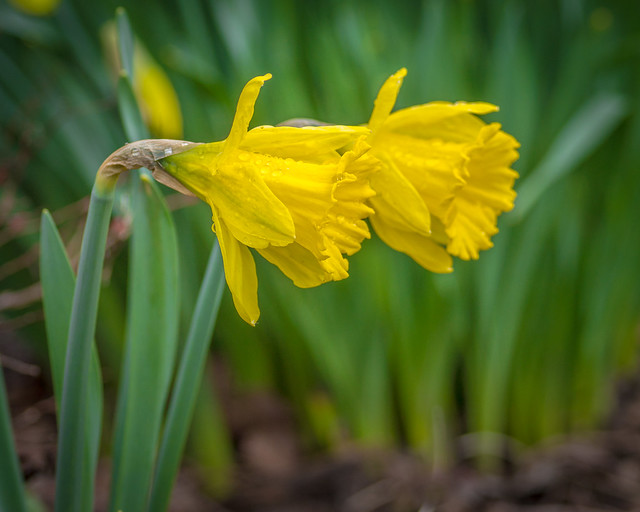 Daffodil, Daffodils, Flowers, Spring, Yellow, Drops
