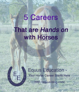 5 Careers that are Hands on with Horses | Equus Education