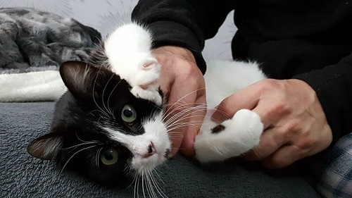 Oskar, gatito blanquinegro muy guapo extrovertido y dulce esterilizado nacido en Agosto´17, en adopción. Valencia. ADOPTADO.  25228953597_93721cc26b