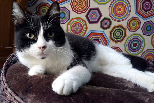 Oskar, gatito blanquinegro muy guapo extrovertido y dulce esterilizado nacido en Agosto´17, en adopción. Valencia. ADOPTADO.  40101205651_0a0acee969
