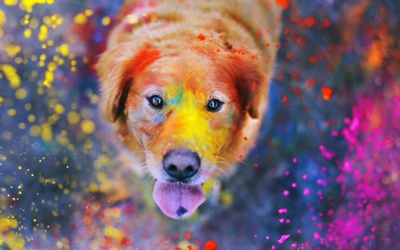 How to Keep Your Pets Safe from Color this Holi