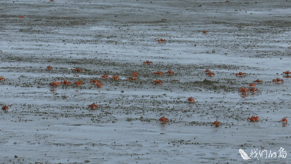 940-3-71劉烘昌觀察，棲地的改變，也讓分布在香山濕地的螃蟹種類出現消長。