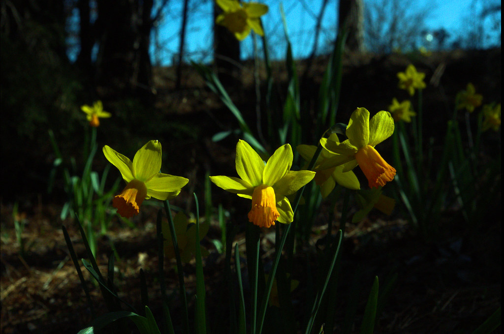 Daffodils in the afternoon sun, west-central Arkansas,  March 3, 2018 (Pentax K-3 II)