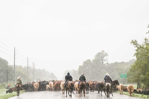 Three people herding cattle