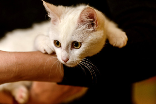 Tommy, gatito blanco pelo semilargo nacido en Noviembre´17, en adopción. Valencia. ADOPTADO. 40482195431_58496c0378