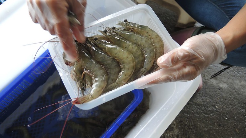 包裝中的郭子阿公的「鹽」選白蝦。來源：成龍濕地三代班，http://wetlandcenter.blogspot.tw/2015/12/blog-post.html 