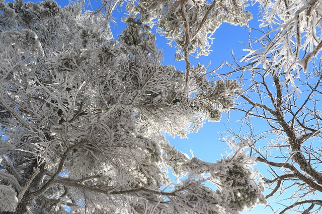 樹氷と青空