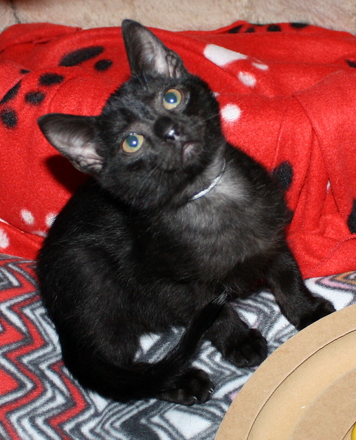 Farid, gatito pantera dulce y guapo nacido en Septiembre´17 en adopción. Valencia. ADOPTADO. 39249802651_83a0090f97_z