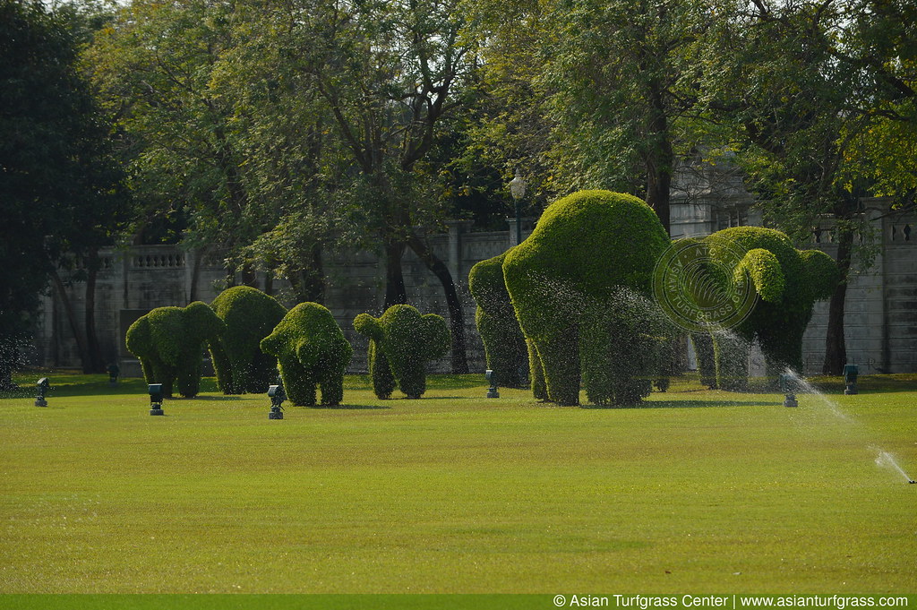 elephant lawn