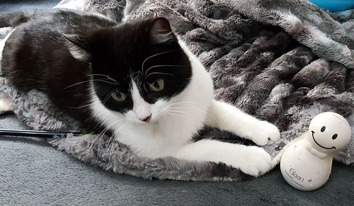 Oskar, gatito blanquinegro muy guapo extrovertido y dulce esterilizado nacido en Agosto´17, en adopción. Valencia. ADOPTADO.  39389150344_4c5f24365f