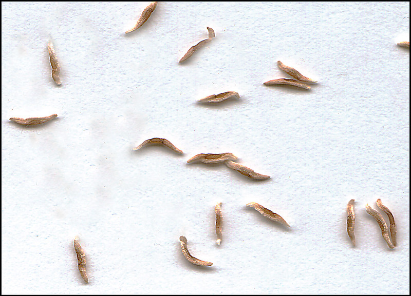 Winged seeds of Helonias bullata