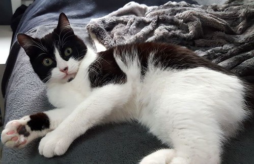 Oskar, gatito blanquinegro muy guapo extrovertido y dulce esterilizado nacido en Agosto´17, en adopción. Valencia. ADOPTADO.  28320247189_bfcf7319bc