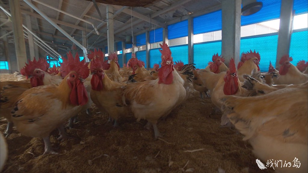 939-1-22隨著社會型態變遷，養雞產業逐漸朝著專業化、規模化方向發展，追求更高的飼養效率。