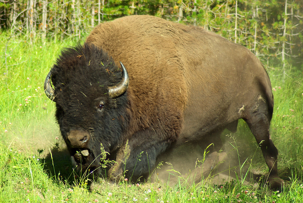 Bull bison wallowing in dirt, Hayden Valley, Yellowstone National Park, Wyoming, August 5, 2010 (Pentax K10D)