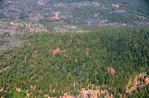 Category 6-level ponderosa pine mortality