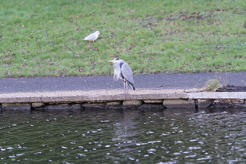  IS THIS A GREY HERON 