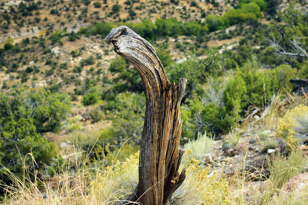 Photo Favorite: Dead wood (probably Utah juniper) on The Hogback of Utah Highway 12 in the Grand Staircase-Escalante National Monument (Pentax K-3 II) 37°50'22"N 111°25'16"W