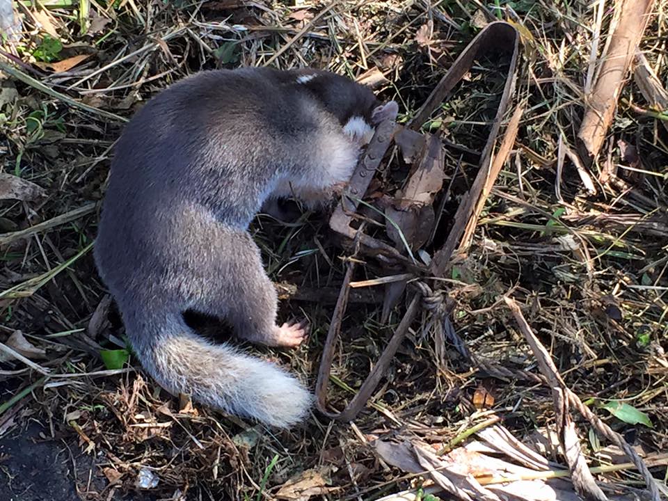 死於獸夾的鼬獾。圖片來源：台灣動物社會研究會