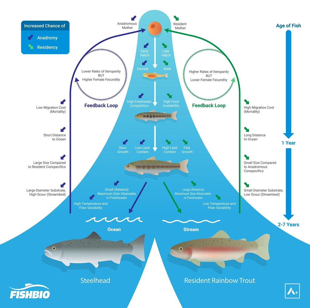 Rainbow Trout: Should I Stay or Should I Go? - FISHBIO Fisheries ...