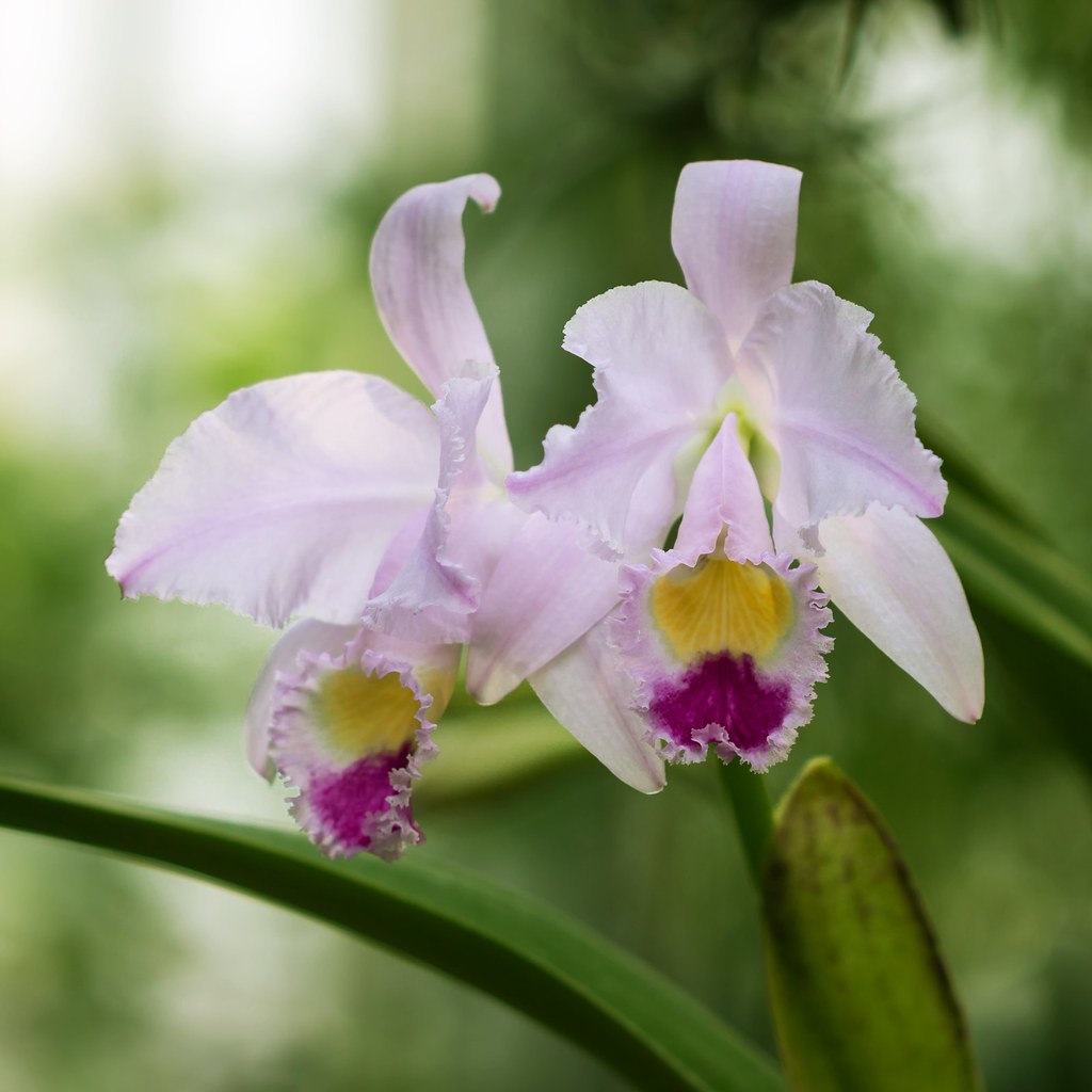 Image result for cattleya trianae