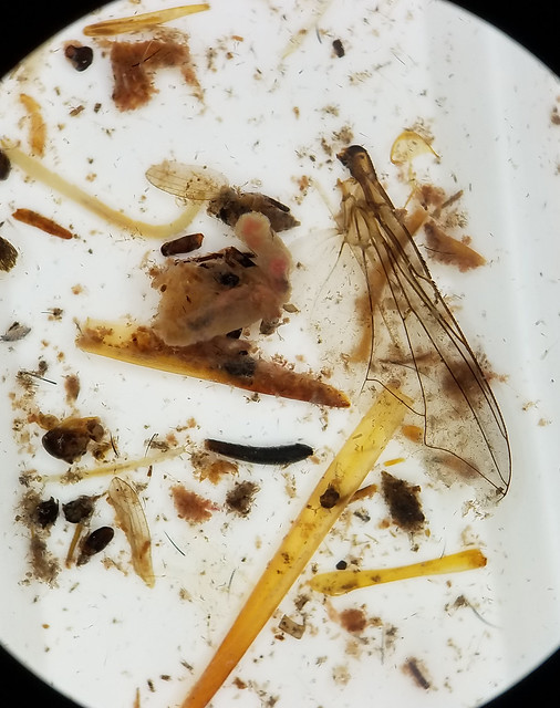 insect parts in ethanol, spread out in a dish