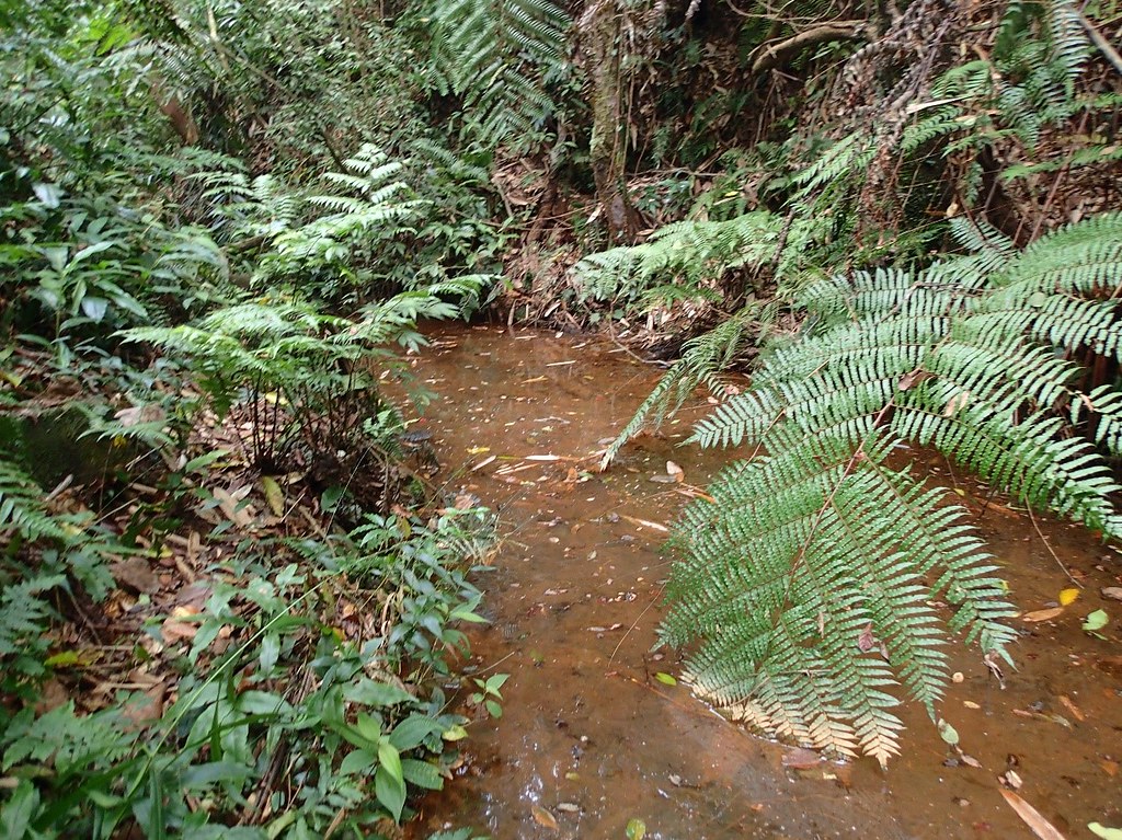溪流細鯽的棲息地位於水里溪上游。攝影：周銘泰